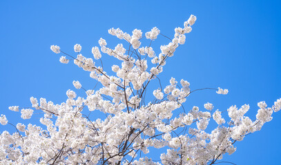 Close-up of white blossom tree flowers from a pear tree in spring. White blossom trees, nature springtime. Abstract spring seasonal background with white flowers. Easter background with copy space.