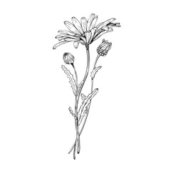 Composition with wildflower daisy bloom and buds. Hand drawn vector illustration. Contour drawing. Sketch painted by black inks. Black line on white isolated background. For clip art card logo package