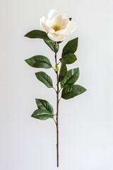 Obraz premium White magnolia stem, simple background, home decor