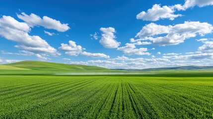 Serene Green Field Landscape Under a Blue Sky