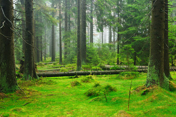 Foggy Natural Forest of Spruce Trees with Moss Covering the Ground