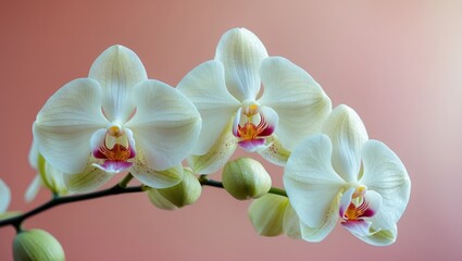 Delicate White Orchids on a Soft Pink Background