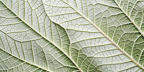 Obraz premium Elegant White Background Leafy Pattern Design AI Photo