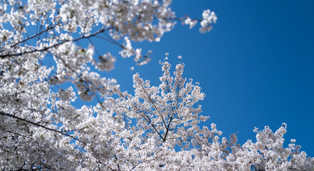 White cherry tree flower in spring. Blossoming tree brunch with white flowers on blue background. Spring flowers, blossom, white apple tree flowers. Blossoming tree brunch with white flowers on bokeh.