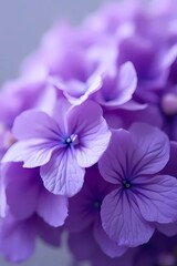 Obraz premium flower