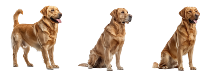 Red labrador dog set isolated on transparent background. PNG. Generated AI