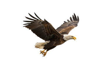 Fototapeta premium A majestic bald eagle soaring mid-air, with outstretched wings displaying intricate feather details and its sharp, determined gaze, isolated on a transparent background