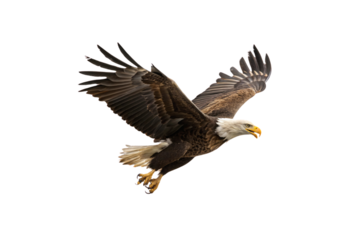 A majestic bald eagle soaring mid-air, with outstretched wings displaying intricate feather details and its sharp, determined gaze, isolated on a transparent background