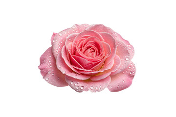 Fototapeta premium A pink rose, with slightly different petal curvature and water droplets, exudes elegance and vibrancy in its natural form, isolated on a transparent background