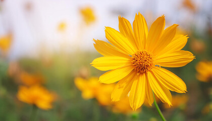 Obraz premium Close Up of a Yellow Flower in a Field and Copy Space