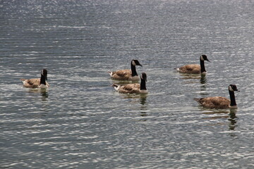 country goose family - Lake Rotorua