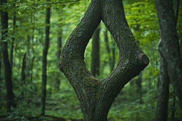 Obraz premium A large tree stands tall in the midst of a dense forest, its trunk twisted and gnarled with age