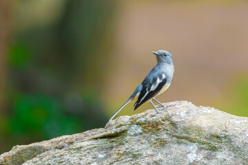 Oriental magpie-robin