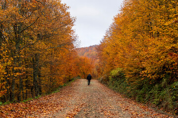 Obraz premium autumn forest and winding road image