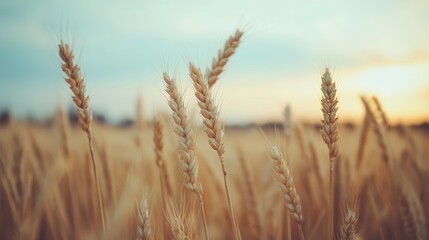 Fototapeta premium Close-up of ripe wheat stalks swaying gently in a field during a serene sunset, showcasing the beauty of agriculture.