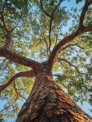 Naklejka premium A tree with a trunk that is very thick and has a lot of branches. The sky is very clear and blue