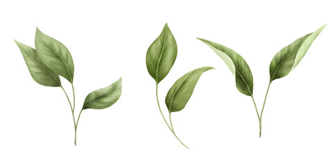 Spring branch with green leaves in set Watercolor digital illustration. Apple and willow leaves in botanical illustration isolated on white background. For wedding invitation or greeting card. © Elena