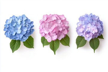 Collection of blue and pink hydrangea flowers isolated on white background