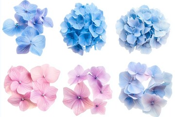Collection of blue and pink hydrangea flowers isolated on white background