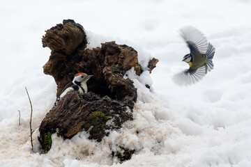 Fototapete bei efototapeten.de bestellen   