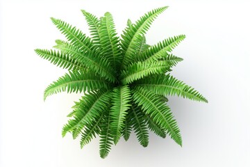 green fern plants in top view isolated on transparent or white background 