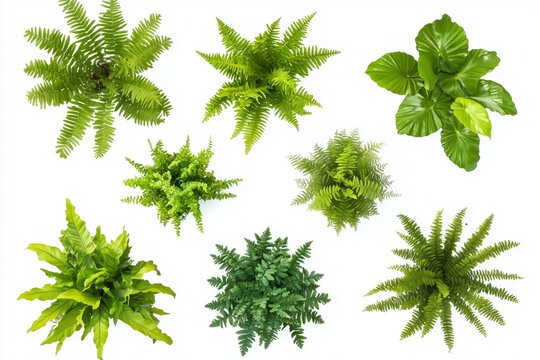 green fern plants in top view isolated on transparent or white background 