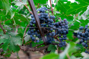 Ripe wine grape clusters hanging on the vine. Grapes hanging on a grape vine bunch black nature close up