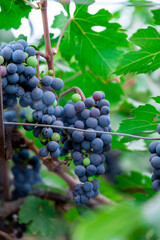 Ripe wine grape clusters hanging on the vine. Grapes hanging on a grape vine bunch black nature close up