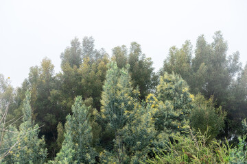 Thick foliage of diverse trees is enveloped in gentle fog, creating a calming atmosphere in Kodaikanal.