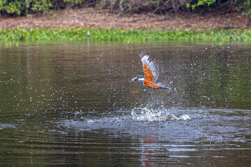 A ringed kingfisher emerges triumphantly with its catch in the