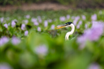 A cocoi heron calls out amidst the vibrant wetlands of the Pantanal