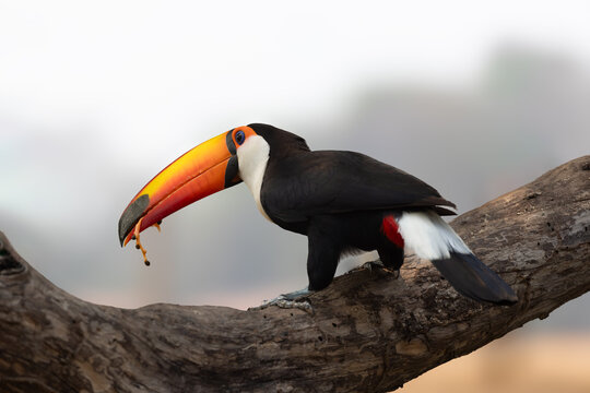Toco Toucan Enjoying a Juicy Meal on a Perch