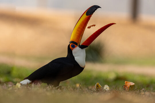 Toco Toucan Skillfully Tossing Its Meal