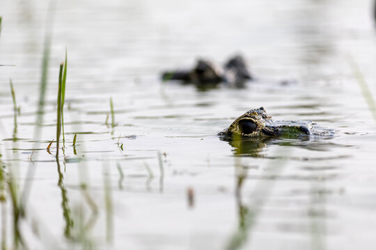 Silent Stalker: Caiman on the Hunt