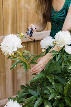 Woman with pruning shears cuts fresh peony flowers in garden