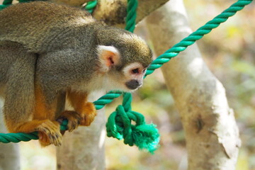 ロープを移動するコモンリスザル