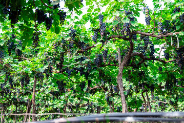 Ripe wine grape clusters hanging on the vine. Grapes hanging on a grape vine bunch black nature close up