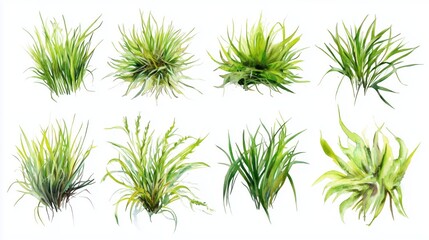 Set of top view of watercolor grass bushes isolated on white background. 