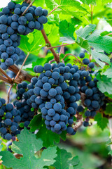 Ripe wine grape clusters hanging on the vine. Grapes hanging on a grape vine bunch black nature close up