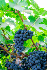 Ripe wine grape clusters hanging on the vine. Grapes hanging on a grape vine bunch black nature close up