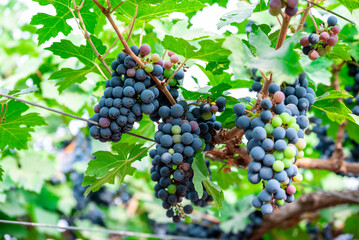Ripe wine grape clusters hanging on the vine. Grapes hanging on a grape vine bunch black nature close up
