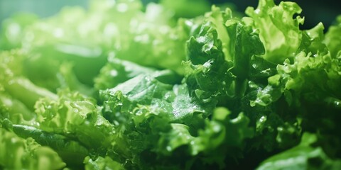 A close up of green lettuce leaves. The leaves are fresh and crisp, and the image conveys a sense of health and vitality