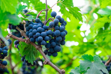 Ripe wine grape clusters hanging on the vine. Grapes hanging on a grape vine bunch black nature close up