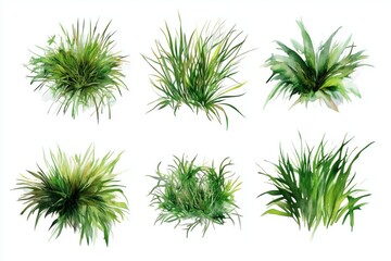 Set of top view of watercolor grass bushes isolated on white background. 