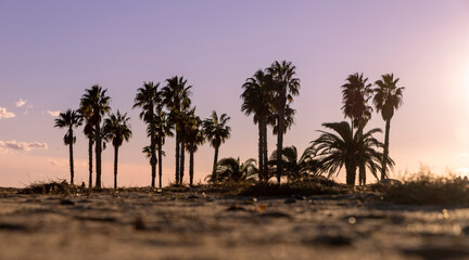Obraz premium Palm plantations on the shore near the sea