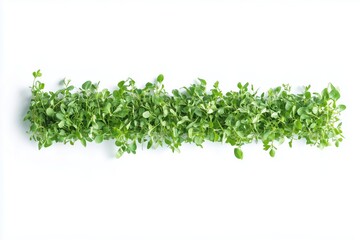 Obraz premium Strip of green fresh grass on white background