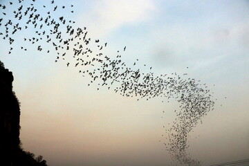 More than a million bats flying out together of the cave, silhouetted against the sky 