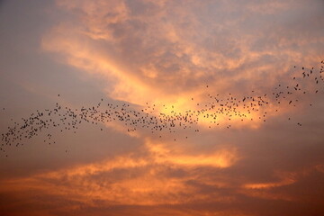 More than a million bats flying out together of the cave, silhouetted against the sky 
