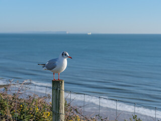 Bournemouth Beach