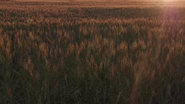 Wheat Field During Sunset